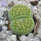 Fresh Lithops Mixed 9 Types Succulent Seeds 10 seeds lovely livingstones