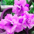 Fresh Adenium Light Purple Petals with Dark Purple Stripe Flower 2 seeds 5 layers