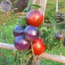 Fresh Tomato Blue Berries Fruit Seeds 100 seeds tasty sweet tomato vegetables