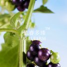 Fresh Black Nightshade Huckleberry Fruit 200 seeds