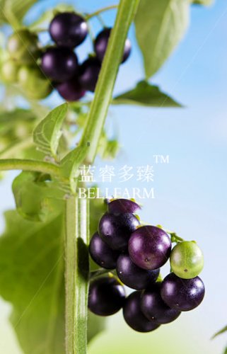 Fresh Black Nightshade Huckleberry Fruit 200 seeds