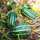 Fresh Sweet Melon Orange Green Skin Fruit Seeds 70 seeds