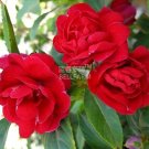 Fresh Balsam Red Impatiens Flower Seeds 20 seeds original pack big red flowers
