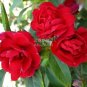 Fresh Balsam Red Impatiens Flower Seeds 20 seeds original pack big red flowers