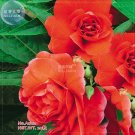 Fresh Red Balsam Female Flower Seeds 20 seeds 20 30cm tall big double petalsflower bed