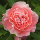 Fresh Pink Balsam Perennal Impatiens Flower 20 Seeds