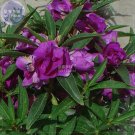 Fresh Purple Balsam Flower Seeds 20 seeds courtyardcamellia impatiens