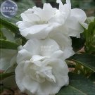Fresh Balsam Purely White Flower Seeds 20 seeds original pack big blooms flowers