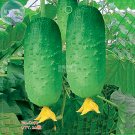 Fresh Cucumber Japanese Short Thick Vegetable Seeds 20 seeds crisp vegetables