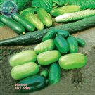 Fresh Cucumber Mixed Mini Small Medium Large Vegetable Seeds 20 seeds original pack