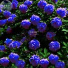 Fresh Peony Dark Blue Climbing Flower Seeds 5 eeds big blooms perennial flowers