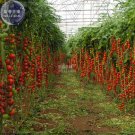 Fresh Tomato Tsifomandra Giant Vegetable Seeds 100 seeds truss sweet open pollinated