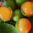 Fresh Lemon Sweet Spanish Lime Tree Seeds 10 seeds green skin orange juicy fruits