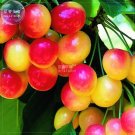 Fresh Rainier Cherry Stratified Tree Seeds 20 Seeds red yellow sweet fruits