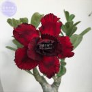 Fresh Adenium Blackish Dark Red Desert Rose Flower 2 Seeds 5 layers flowers