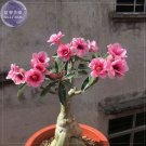 Fresh Adenium Pink Petals Red Stripe Dark Red Centre Flower 2 Seeds 4 layer