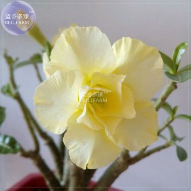 Fresh Adenium Yellow Desert Rose Seeds 2 seeds 5 layer big blooms upright flower
