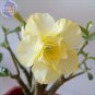Fresh Adenium Yellow Desert Rose Seeds 2 seeds 5 layer big blooms upright flower