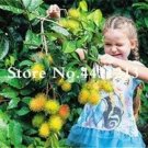 Fresh Mixed Rambutan Fruit Malaysia Miracle Non GMO Fruit Seeds