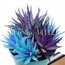 Fresh Colorful Rare Cactus Aloe Bonsai Seeds