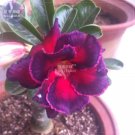 Fresh Adenium Fire Red Purple Petals Flower Seeds 2 seeds 3 layer big blooms