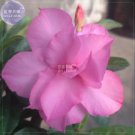 Fresh Adenium Purely Pink Double Petals Flower Seeds 2 seeds 3 layer big blooms