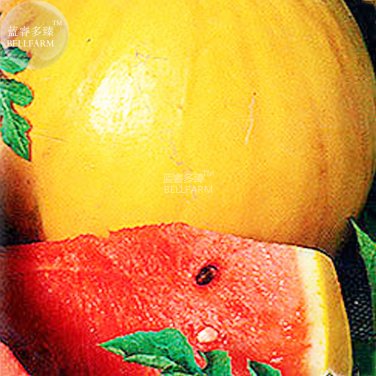 Fresh Watermelon Yellow Skin Red Inside Fruit Seeds 20 Seeds 14% sugar contained