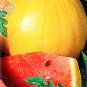 Fresh Watermelon Yellow Skin Red Inside Fruit Seeds 20 Seeds 14% sugar contained
