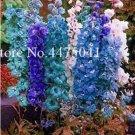 Fresh Dendrobium Orchid Plants Potted Seeds
