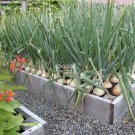 Fresh Onion Large White Vegetable Seeds 2000 seeds Chinese vegetables