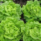 Fresh Lettuce Tomy Thumb Vegetable Seeds 500 seeds heirloom vegetables