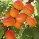 Fresh Apricot Self fertile Sweet Tasty Orange Fruit Seeds 20 seeds fruits