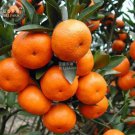 Fresh Orange Mandarin Citrus Fruit Seeds 20 seeds tasty juicy sweet tree