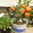 Fresh Orange Fruit Tree Seeds 20 seeds smal sweet juicy orange