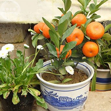 Fresh Orange Fruit Tree Seeds 20 seeds smal sweet juicy orange