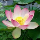 Fresh Lotus Nelumbo Nucifera Yellow Light Pink Rose Red Double Flower Seeds 50 Seeds