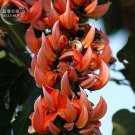 Fresh Strongylodon Orange Jade Vine Climbing Flower Seeds 5 Seeds fragrant