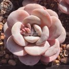 Fresh Echeveria Lauii Pink Succulent Lovely Seeds right varieties seeds 10 seeds