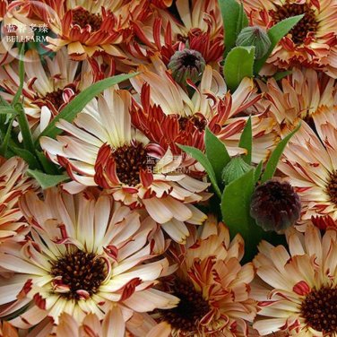 Fresh Calendula Bronzed Beauty Bicolor Marigold Flowers Seeds 50 seeds