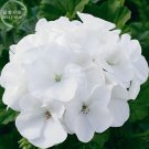 Fresh Geranium Maverick White Flower Seeds 10 seeds striking pure white flowerss