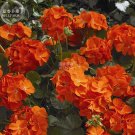 Fresh Geranium Maverick Orange Flower 10 Seeds bright orange flowers