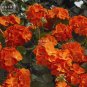 Fresh Geranium Maverick Orange Flower 10 Seeds bright orange flowers