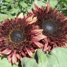 Fresh Sunflower Double Dandy Seeds unique semi double petal type with mauve color