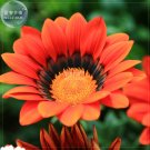 Fresh Treasure Flowers Gazania Flower Mixed Seeds 30 eeds half hardy hybrid