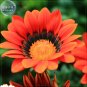 Fresh Treasure Flowers Gazania Flower Mixed Seeds 30 eeds half hardy hybrid