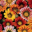 Fresh Gazania Mixed 9 Types of Treasure Flower Seeds 30 Seeds coastal gazania