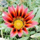 Fresh Gazania Fire Red Petals Black Stripe Color Centre Flower Seeds 30 seeds 2 layer
