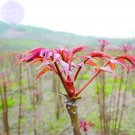 Fresh Cedrela Sinensis Chinese Toon Vegetable Seeds 50 seeds tasty toona