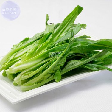 Fresh Romaine Lettuce (Lactuca L. var. longifolia) Vegetable 200 seeds