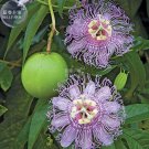 Fresh Passiflora Incarnata Maypop Passion Flower Seeds 30 seeds big flowers